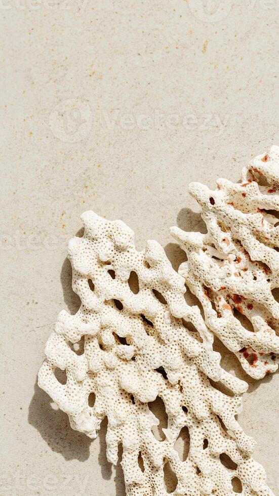 White coral on light neutral colored beige gray background. Natural textures corals, sunlight shadow, summer nature still life scenery minimal style trendy photo, top view, copyspace photo