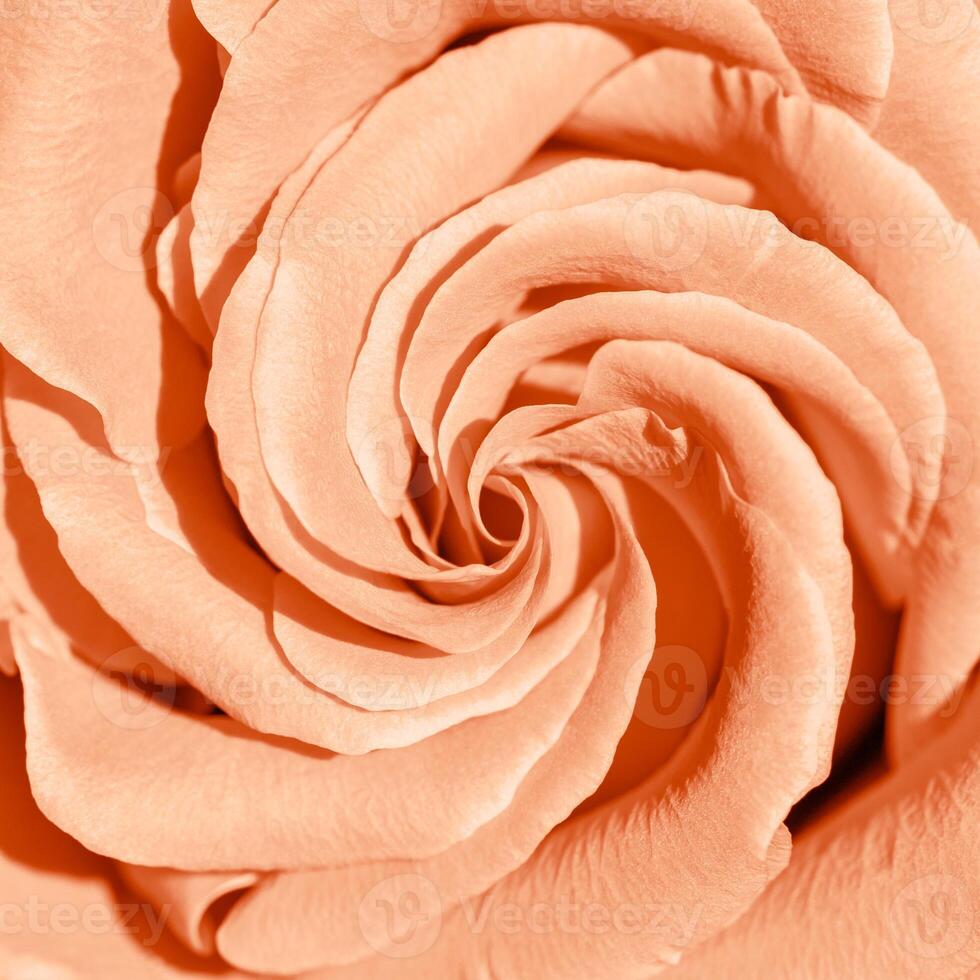 Peach color rose flower background, flowery aesthetic nature close up pattern, botanical design background, floral top view photo, macro petals blooming roses, trend gradient color of year peach fuzz. photo