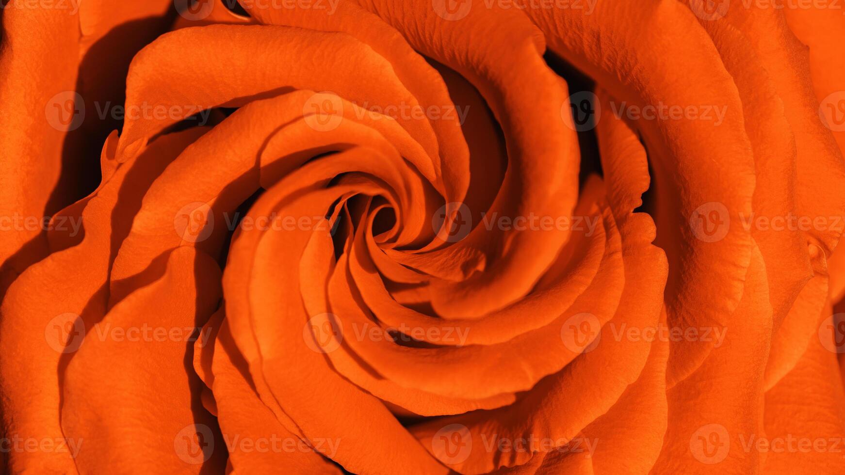 Close up orange color rose with petals macro texture, top view beauty nature aesthetic banner, Natural floral geometric pattern with curve lines, soft focus, vivid monochrome colored photo