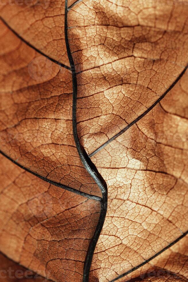 Autumnal Dried Leaf Texture background. Macro photo of leaf show intricate brown texture, withered natural foliage at sunlight, dark shadows. Veins pattern in warm autumn hues, low depth of field
