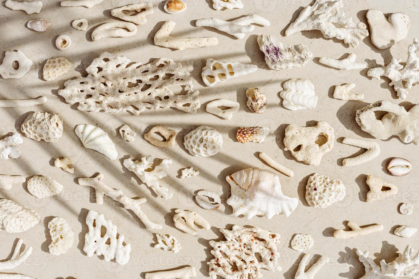 Assorted natural Seashells and corals at sunlight, with palm leaf shadow, summer nature still life of shell, coral pieces on grey beige background, minimal style pattern, neutral tones photo