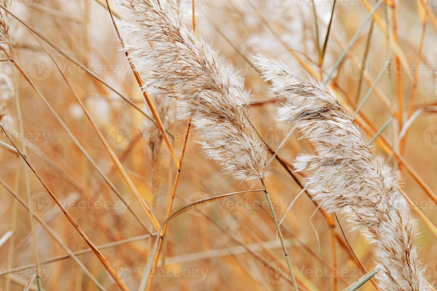 Fluffy lake grass as Natural textured pattern with contour light, organic design background, soft focus and beige golden soft color. Aesthetic nature scenery, minimal autumn seasonal ornament photo