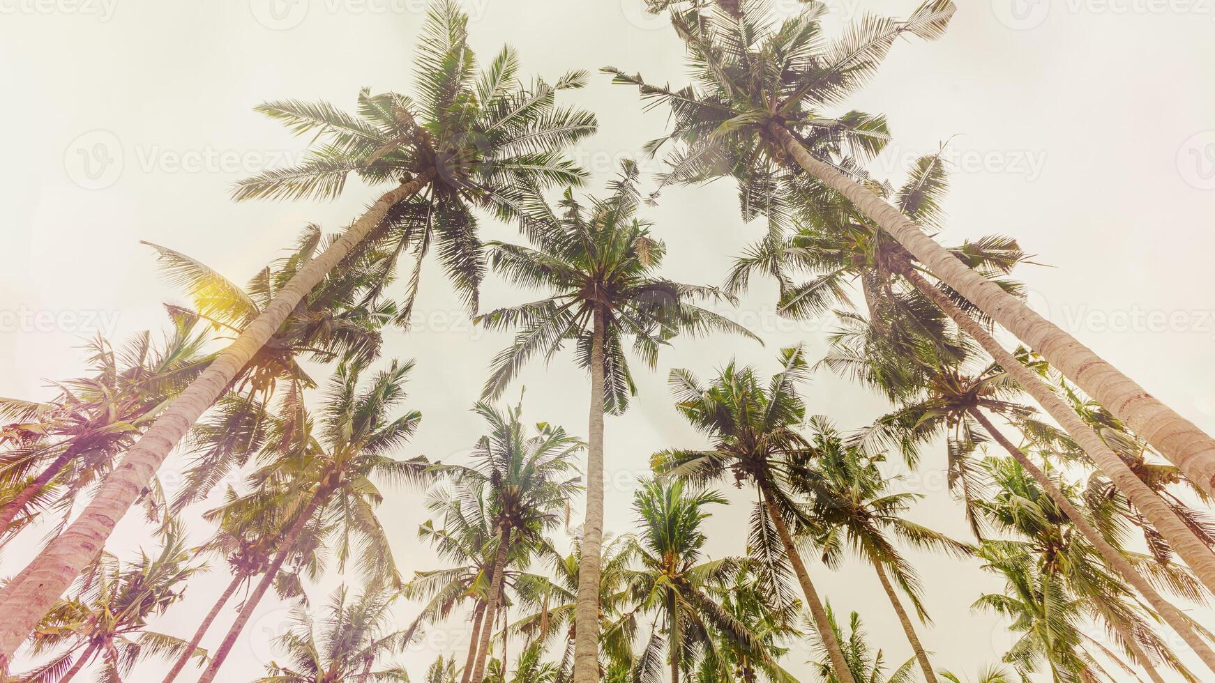 Palm trees view from below under clear sky, travel mood aesthetic nature banner, Coconut tree silhouette at tropical coast with Vintage Tones colorful, summer scenery, wide angle view photo