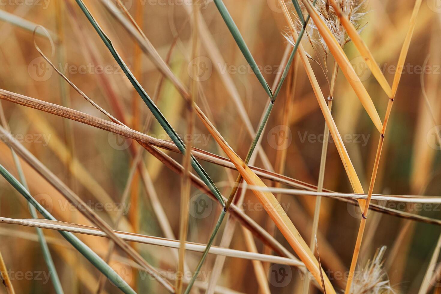 Natural autumn pattern from reeds grass, plants growing on lake against blur bokeh sunlight. Beautiful geometric texture backgrounds, aesthetic nature scenery, vivid golden beige gradient photo