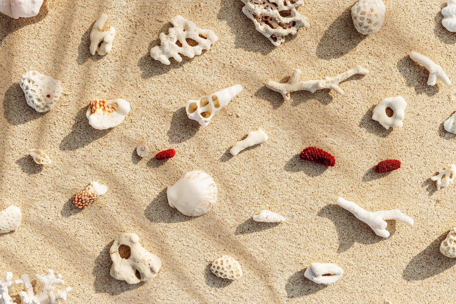 Assorted Seashells and corals on Beige Beach Sand and palm leaf shadow, nature flat lay from shells and coral pieces on natural sandy background, minimal creative pattern, neutral tones, above view photo