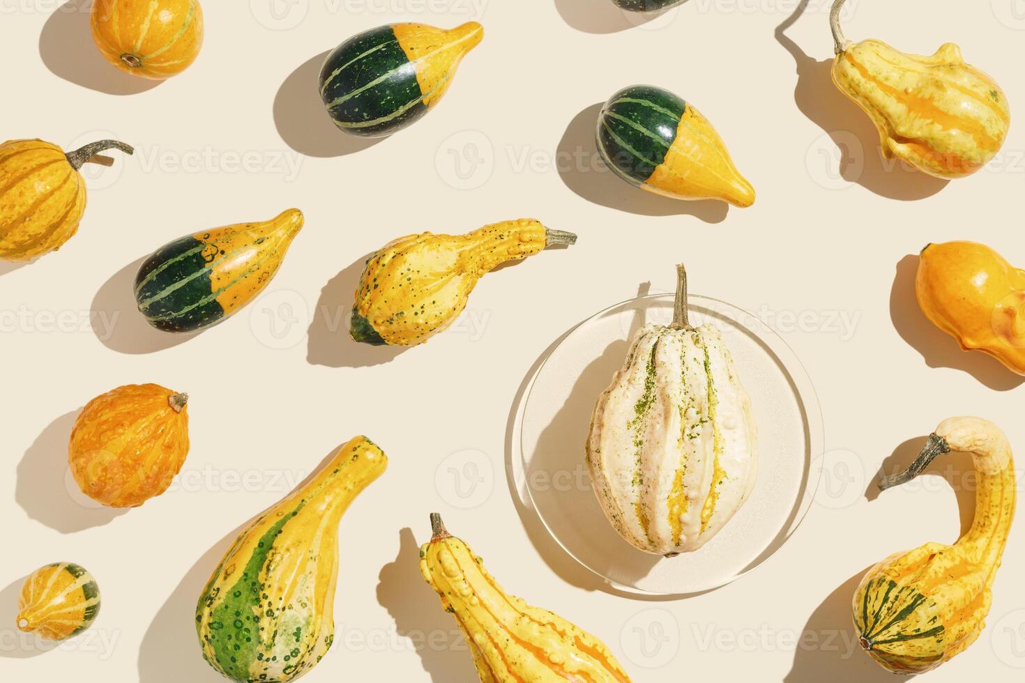 Colored Pumpkins square pattern, decorative different pumpkin, squash, patisson as minimal top view, Autumn, fall, halloween holiday concept. Autumnal flat lay with beautiful sunlight shadows. photo