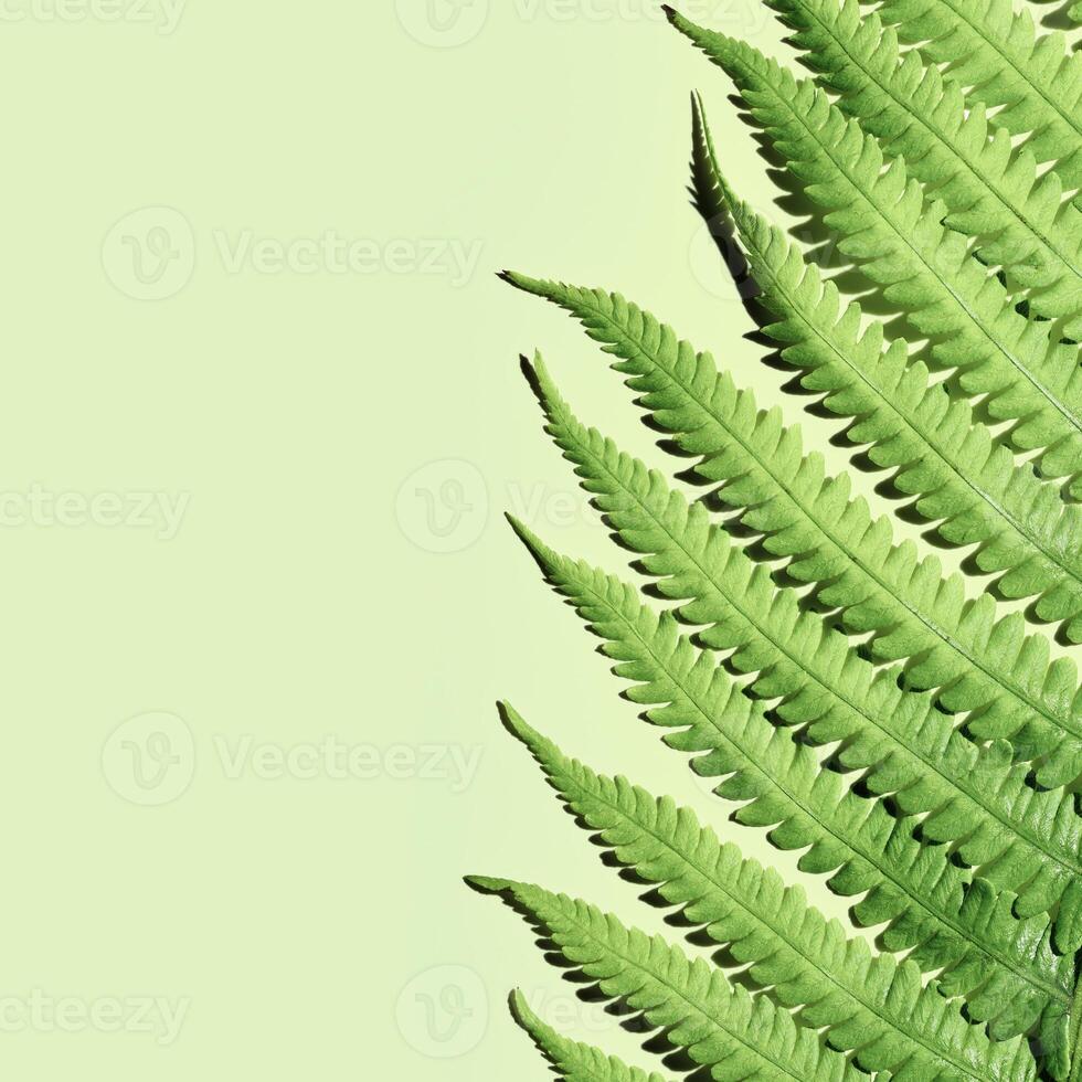 CloseUp of Green Fern Leaves, botanical texture as background, natural beauty pattern, macro trend scenic green leaf fern at sunlight with shadow, minimal nature geometric lines and shapes photo