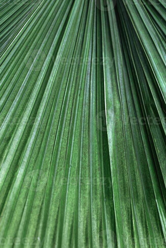 Texture Green palm leaves as natural background for design, abstract nature view. Detailed tropical leaves, striped lines light and shadows. Close up photo exotic foliage. Abstract nature pattern