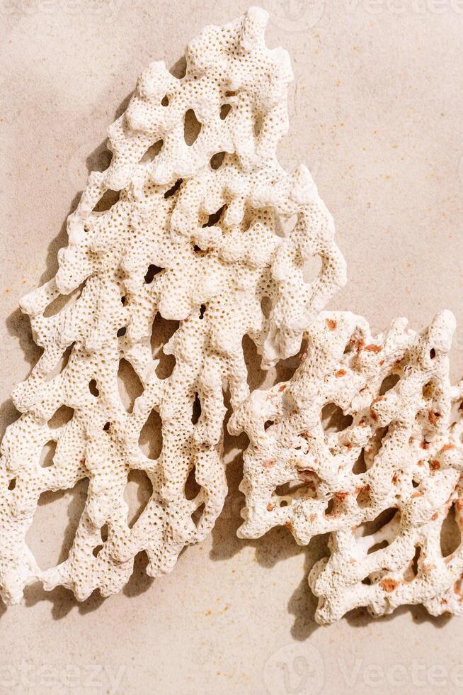 Piece of coral as minimal top view background. Stylish layout of found coral on ocean shore. Summer relahation concept, beach vibes. Above nature backdrop with copy space, neutral pink beige photo