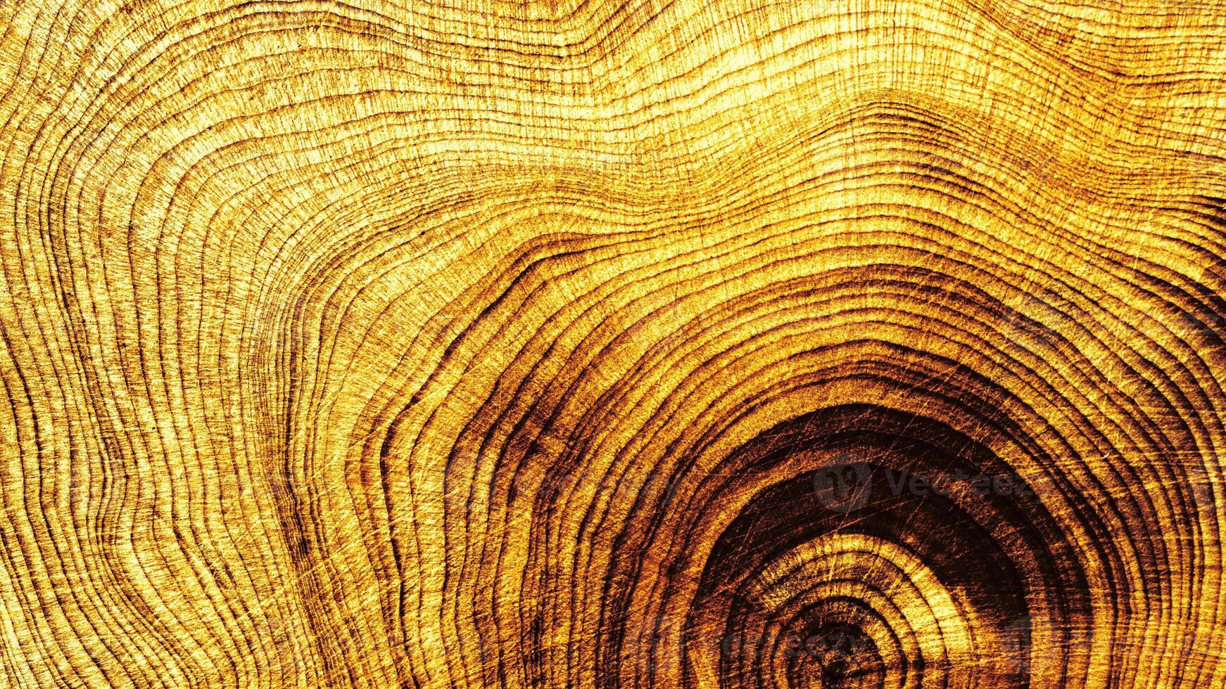 Yellow brown colored Wood Texture Close-up natural tree growth rings in cross-section pattern, juniper wooden Abstract Organic Background banner, organic lines form curved concentric nature patterns photo