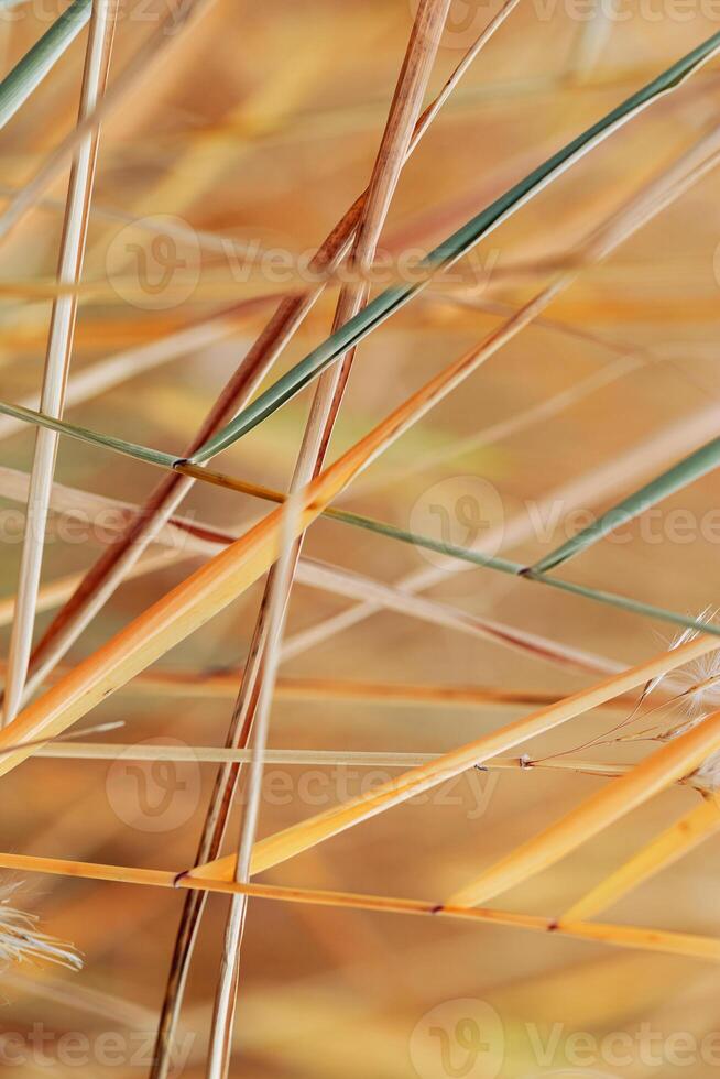 Natural autumn pattern from dry reed grass, plants grow on lake against blur bokeh sunlight. Beautiful geometric texture backgrounds, aesthetic nature scenery, vivid golden beige color gradient photo