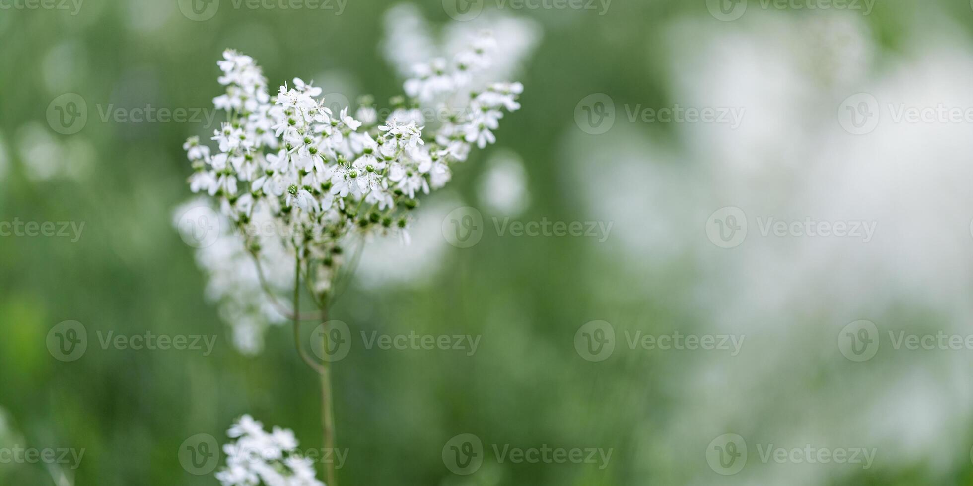 Filipendula ulmaria flowers growing on meadow, summer nature scenery with white meadowsweet close up, green blurred botanical background, soft focus, medical plants in flowering seasonal photo