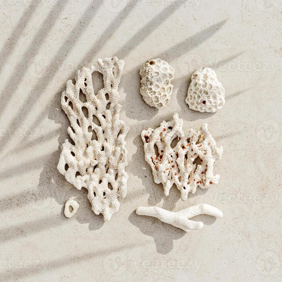 Pattern from seashells, coral at sunlight with palm leaf shadow on sandy color background. Minimal style nature aesthetic card. Summer vacation concept, beach mood. Nautical design. Top view photo