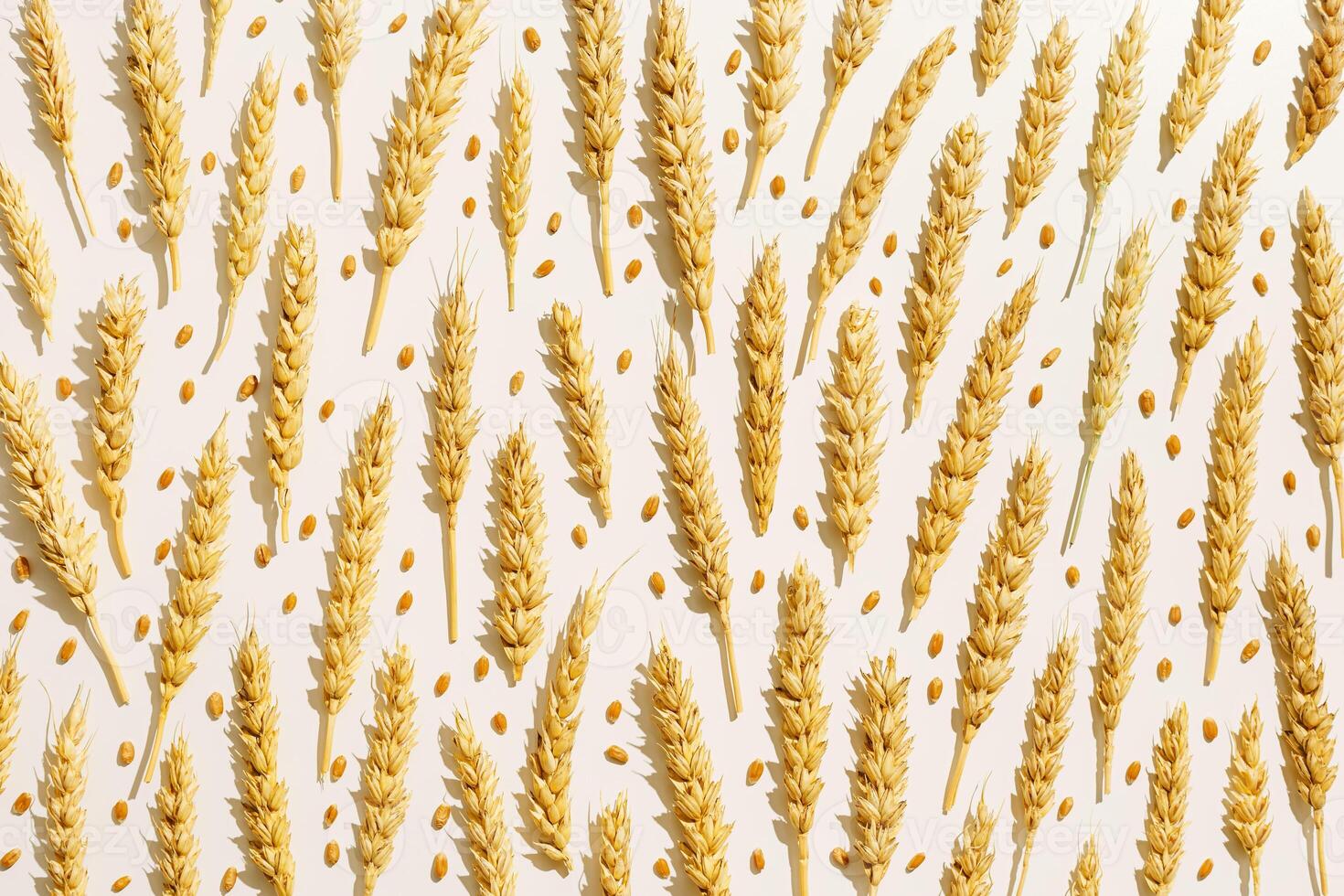 Pattern with ears of wheat, closeup golden yellow wheat spikelets at sunlight with hard shadow. Top view layout minimal style, aesthetic trend, autumn seasonal crop and harvest concept photo