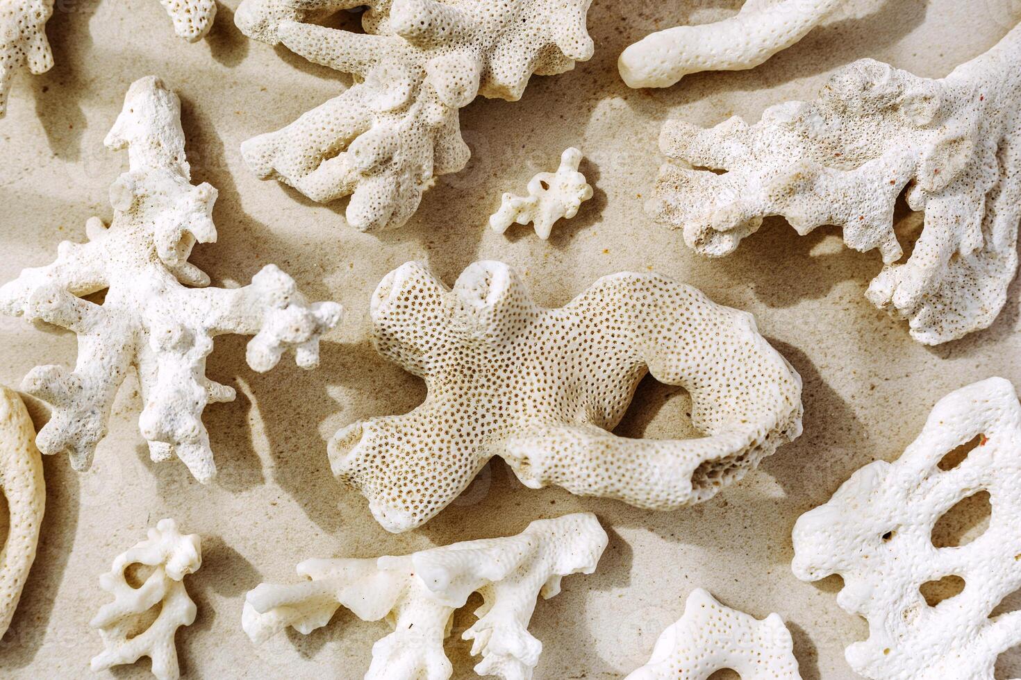 White pieces of coral with sun shadow at sunlight, nature above view photo of different natural corals scattered on light beige grey concrete, minimal monochrome pattern, neutral color