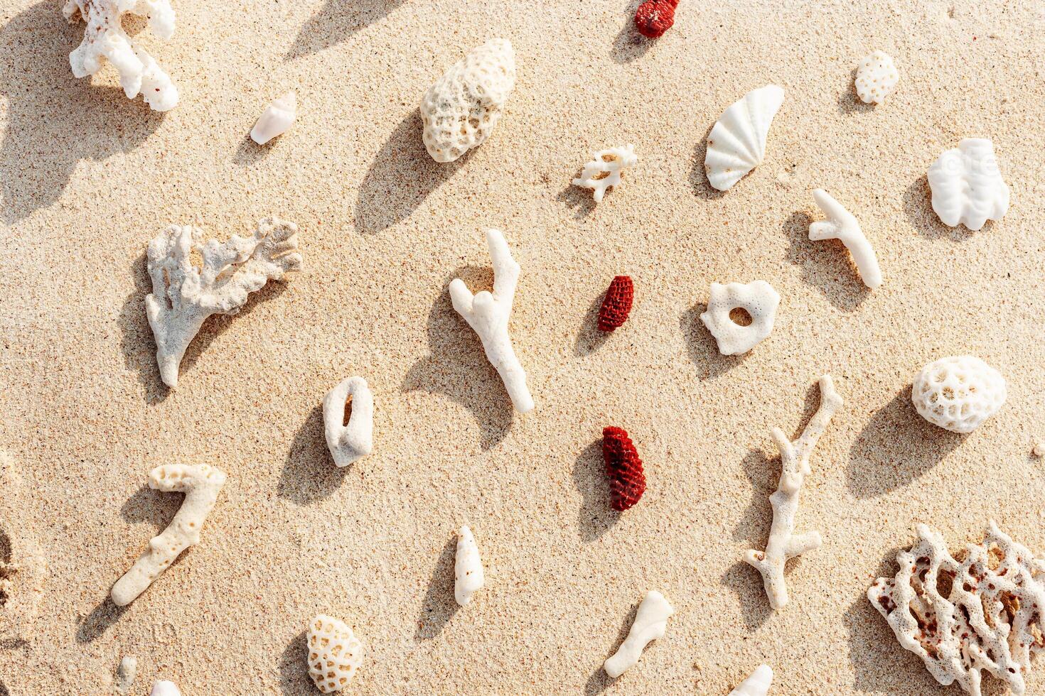 minimal pattern with Seashells and corals on sandy beach at sunlight. Summer vacation concept, beach mood. Nautical Top view minimal aesthetics still life composition on ocean shore. Nature color photo