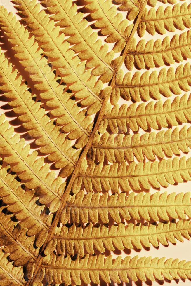 Close-Up of Golden Fern Leaves, autumn textured background, natural beauty pattern, minimal botanical view, macro trend scenic gold leaf at sunlight with shadow, nature geometric lines and shapes photo
