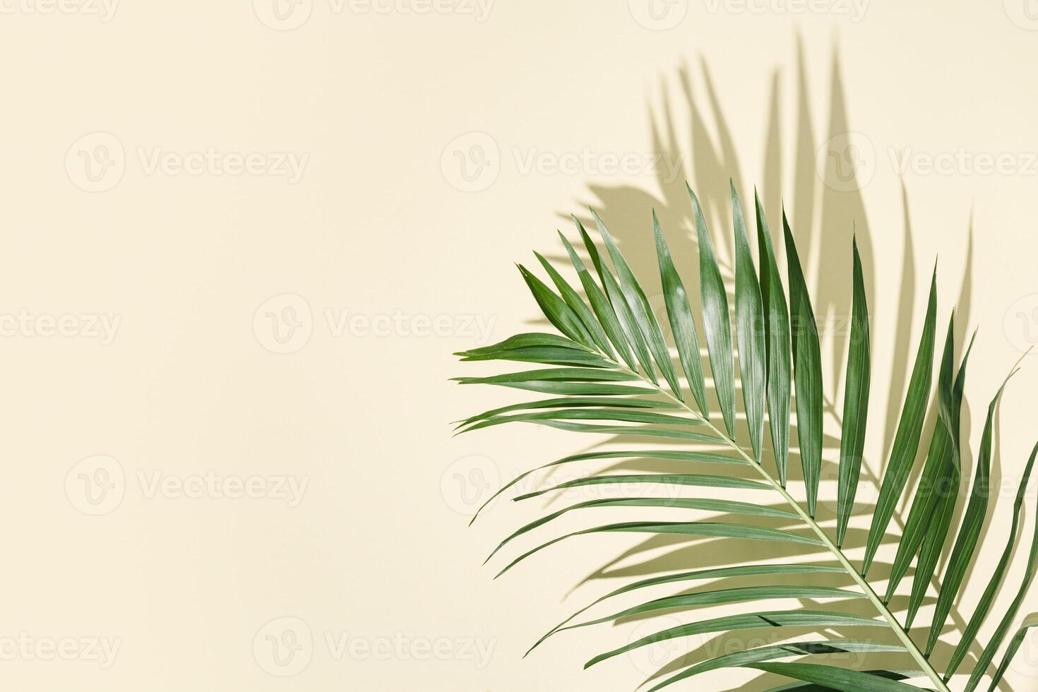Natural green palm leaf with sun shade on light yellow. Summer minimal concept, beautiful daylight photo