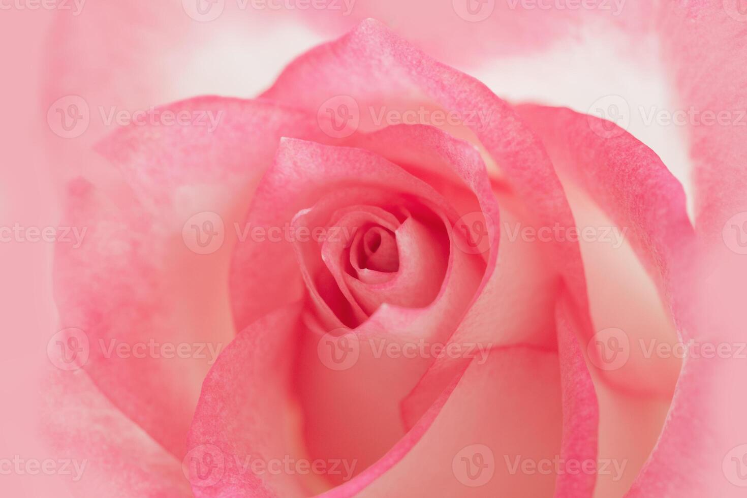 Summer blossoming delicate petals of roses, pink blooming rose flower as natural background, soft floral card. photo