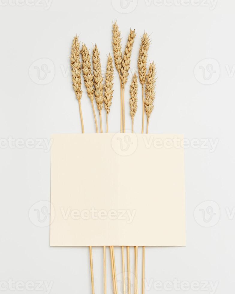 Spike of wheat close up. Cereal crop. Rich harvest creative concept. Still life image with natural ears of plant photo