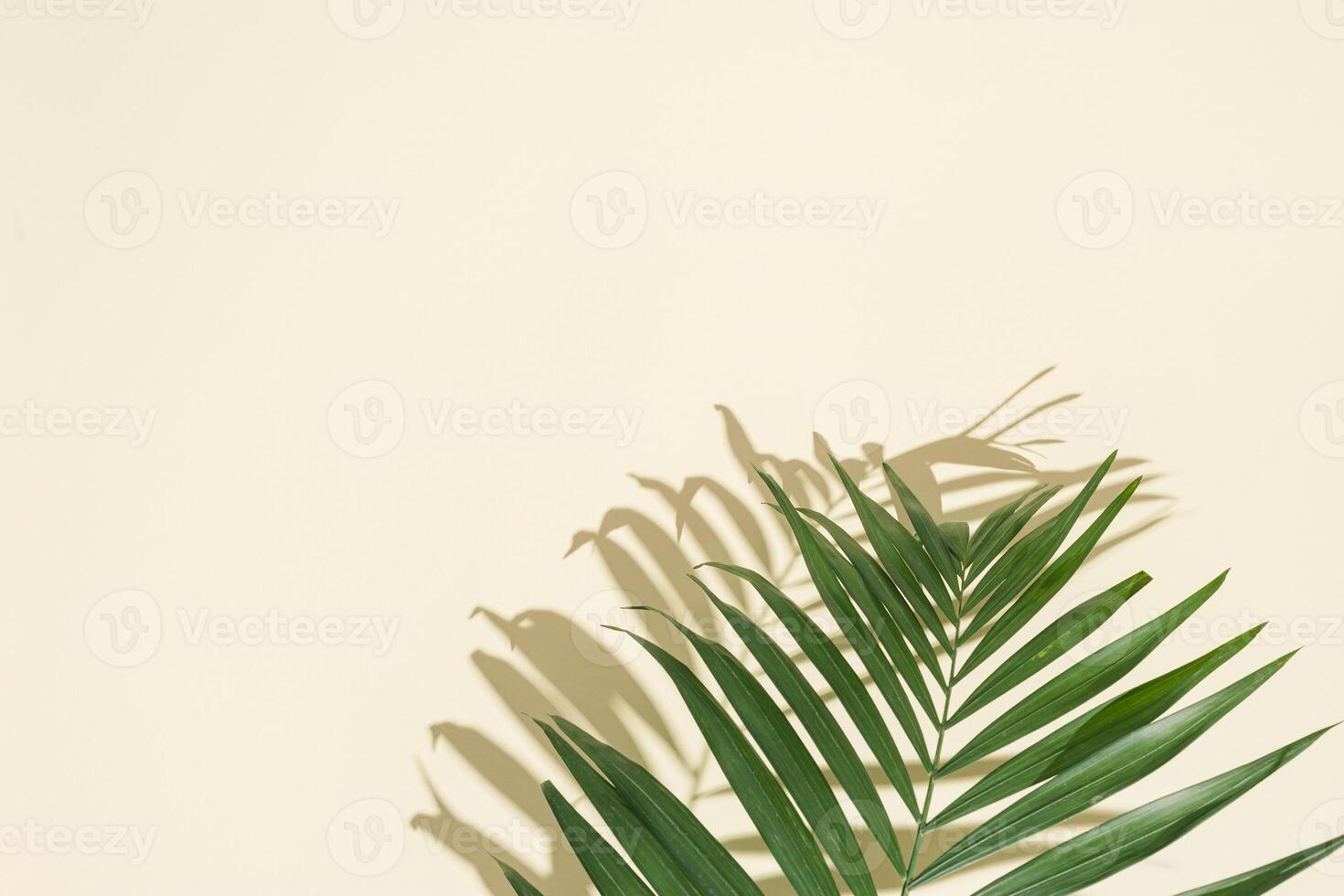 Natural green palm leaf with sun shadows on light yellow. Summer minimal concept, beautiful daylight photo