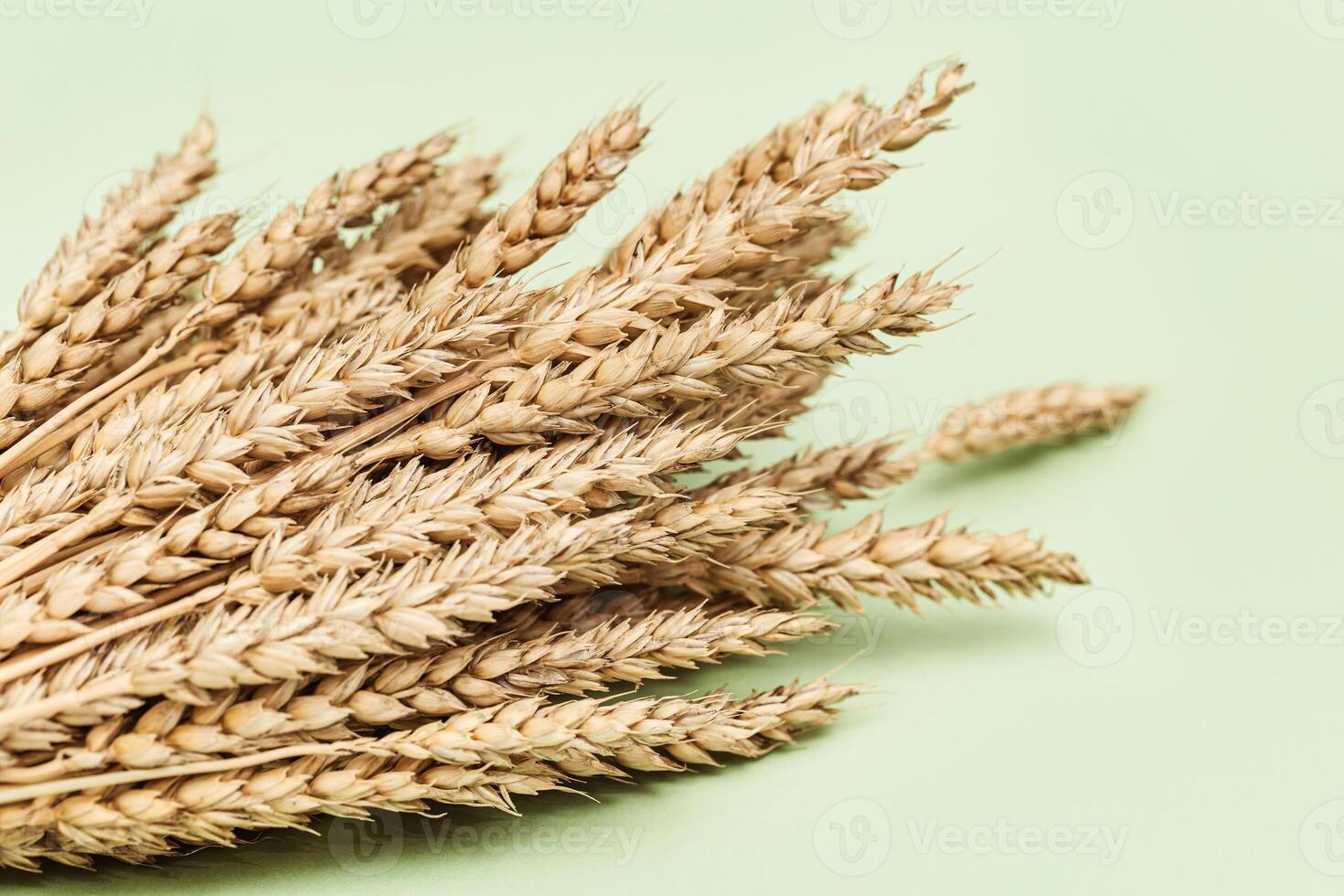 Sheaf of wheat ears close up on pastel green background. Natural cereal plant, harvest time concept photo