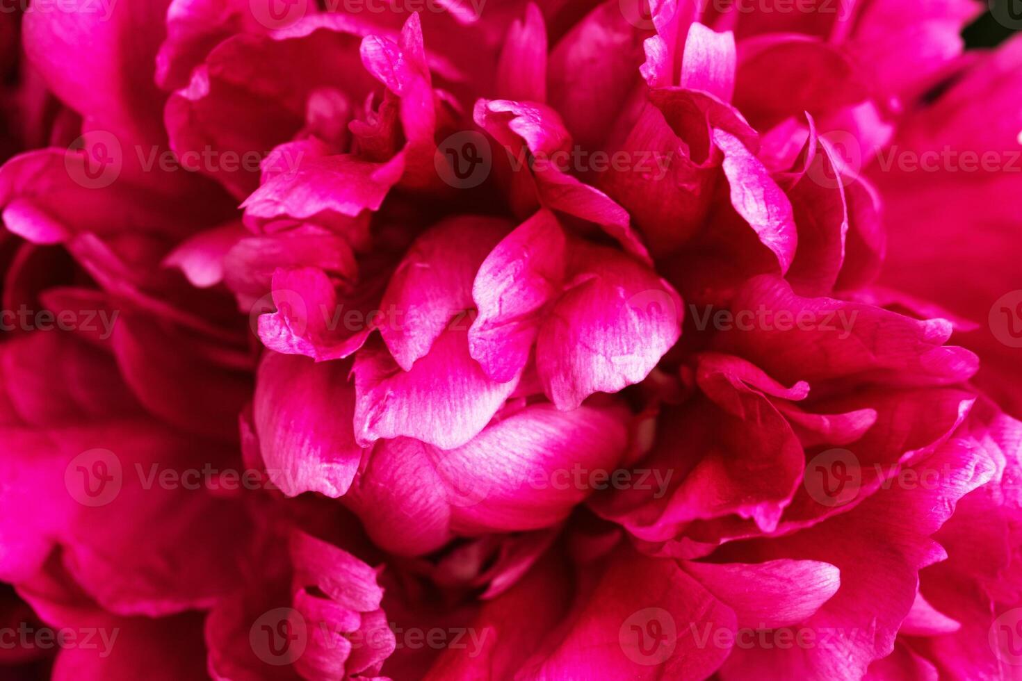 Beautiful flowery background from red purple petals of peony. Spring flower close up. Natural environment design photo