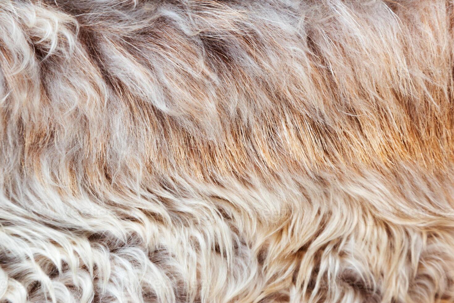 Texture of fake fur, macro colored sheep hair background, natural fluffy wool, furry surface photo