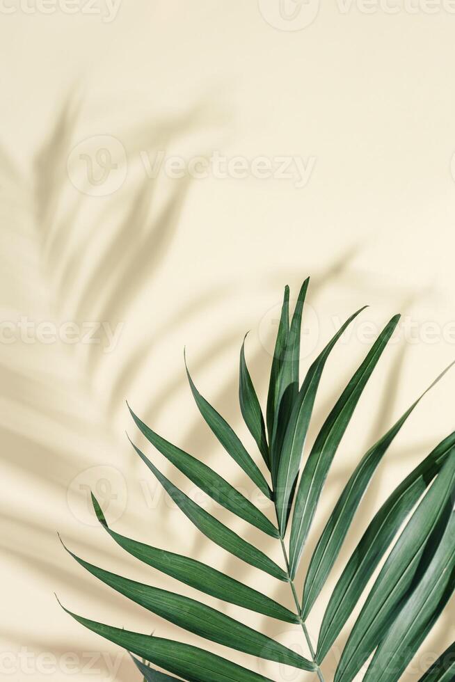 Natural green palm leaf with sun shadow on light yellow. Summer minimal concept, beautiful daylight photo