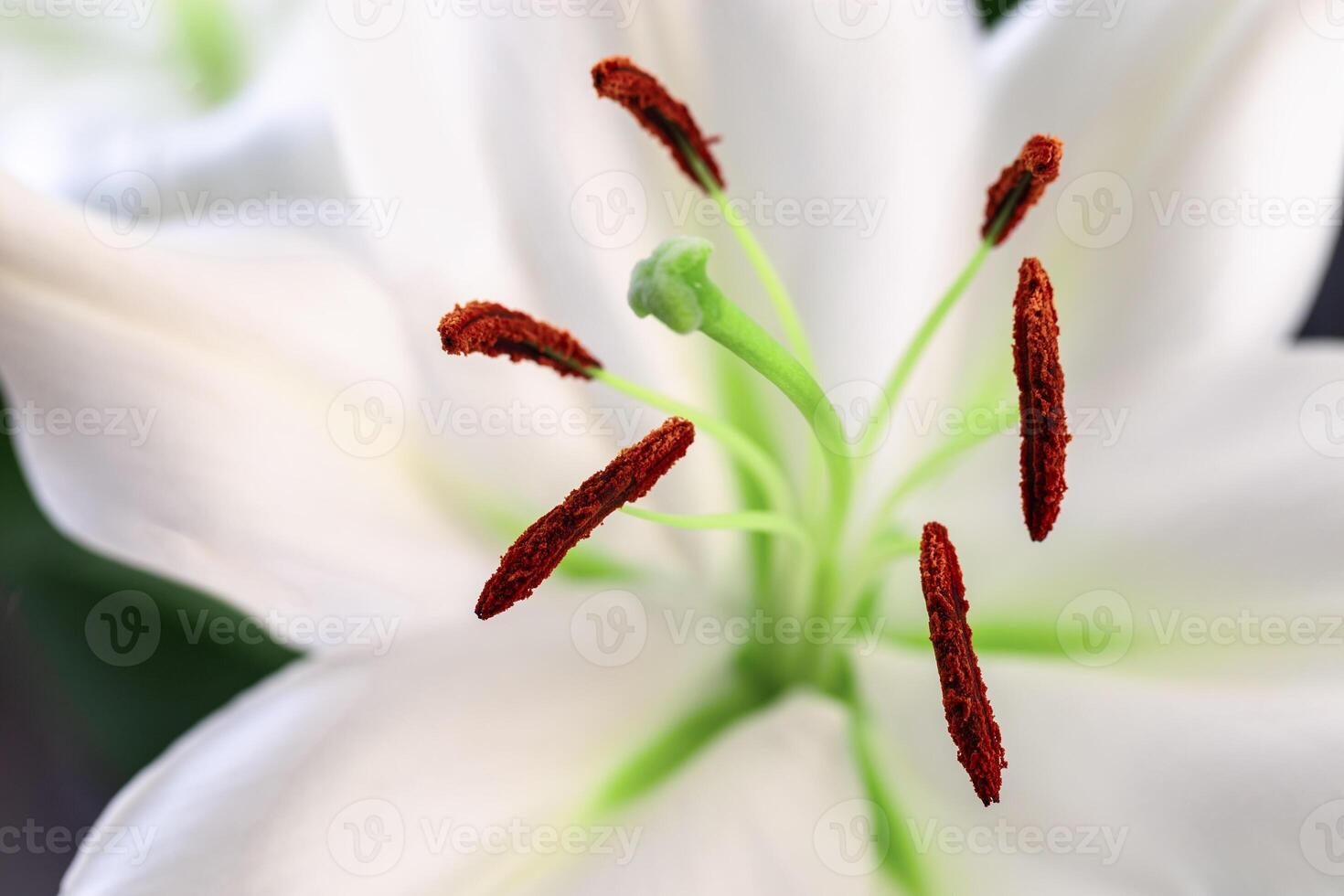 White lily flower with stamens and pistil close up. Natural flowery background. Macro photography. photo