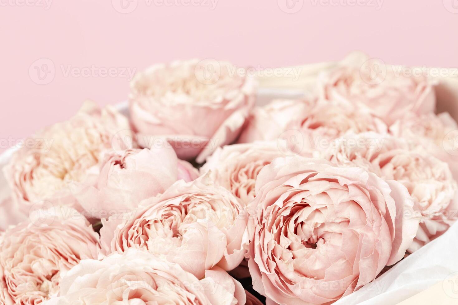 Pink and peach peony roses flowers close up. Natural floral background with copy space. photo
