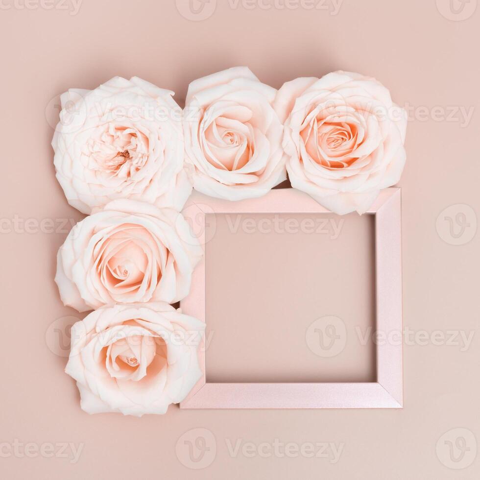 Five beautiful white rose flowers with frame for your text on pastel pink background. Holiday minimal concept. photo