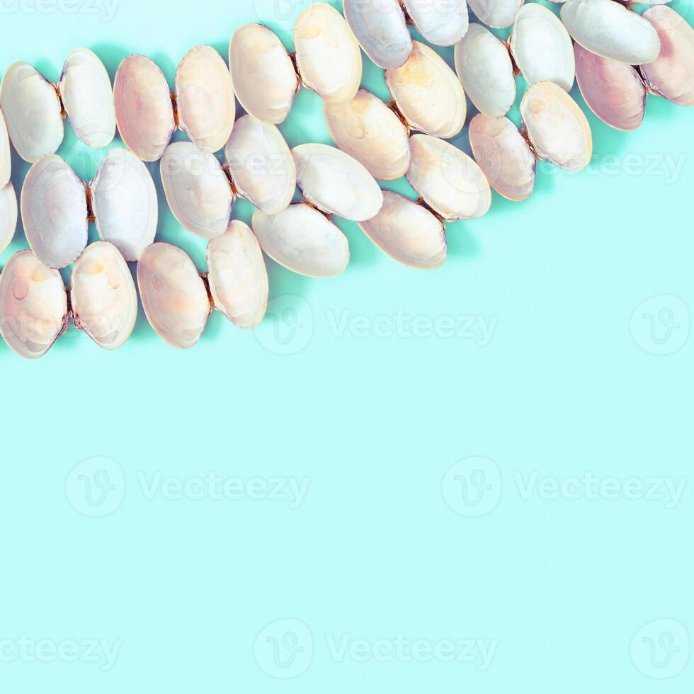 Natural round seashells on blue paper. Summer design background with shells pastel colors. photo