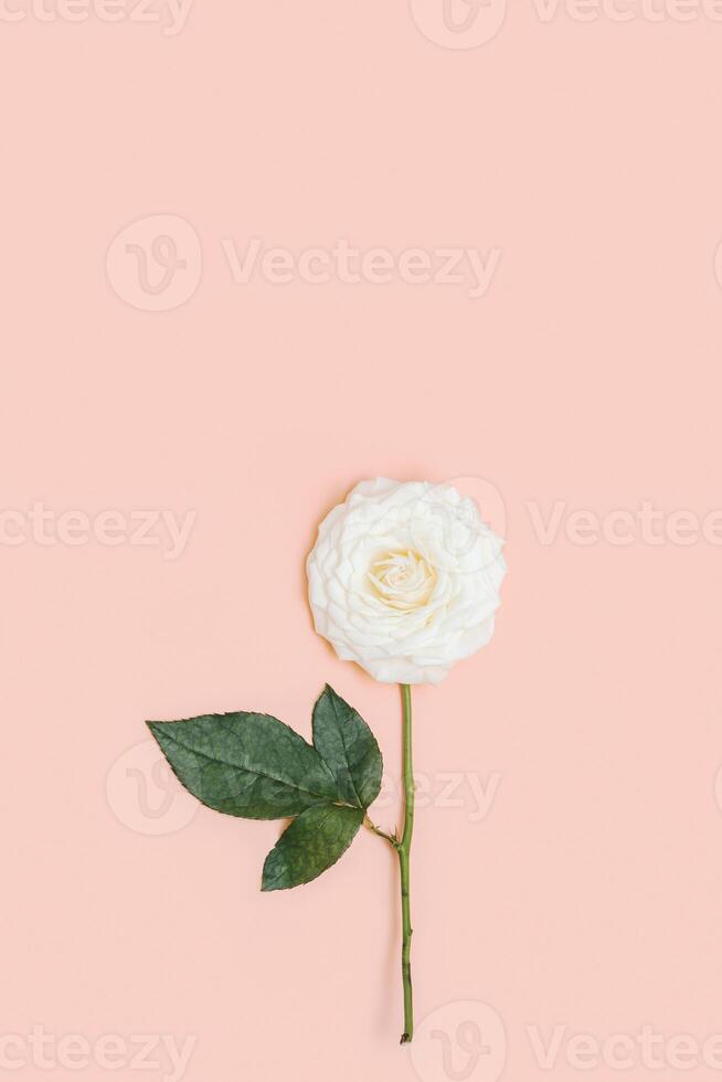 One beautiful white rose flower with green leaves on pastel pink background with copy space. Holiday minimal concept. photo