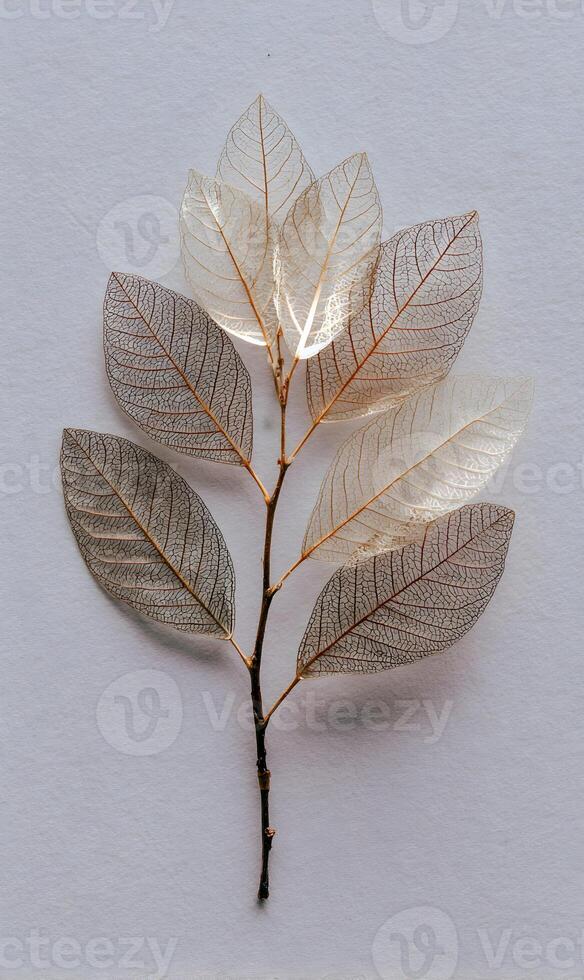 Delicate skeleton leaves gracefully arranged on a pristine surface creating a serene and ethereal composition with neutral tones photo
