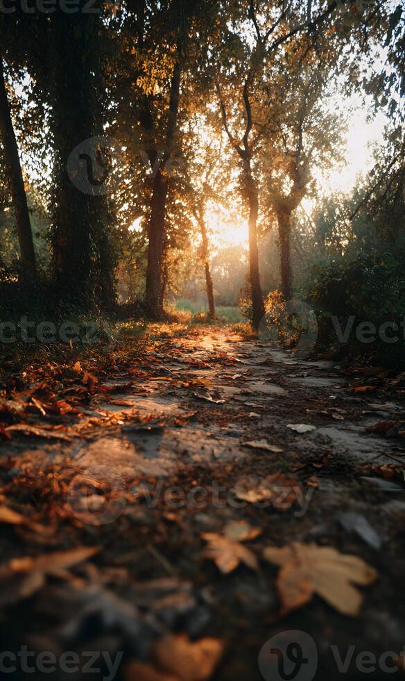Sunlight streams through the trees casting golden light on a tranquil forest path in autumn scene nature photo