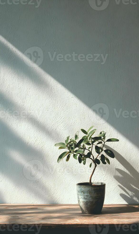 Small olive tree basks in warm sunlight creating a peaceful home ambiance simplicity and natural elegance photo