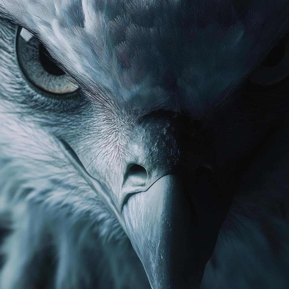 Sharp Stare from Noble Sky Predator in the Summer photo