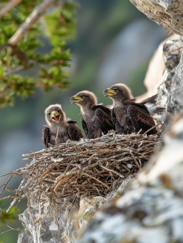 Young Raptors Supported with Nutrition from Devoted Parents photo