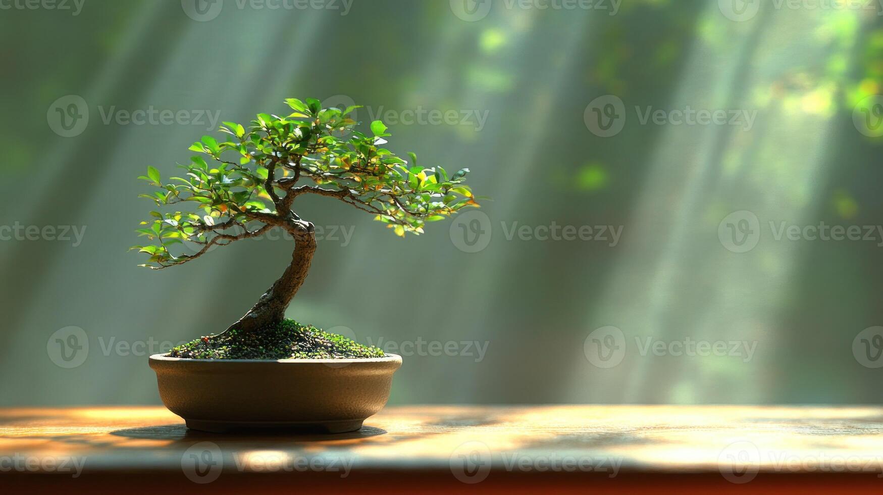Small bonsai tree in pot, sunbeams photo