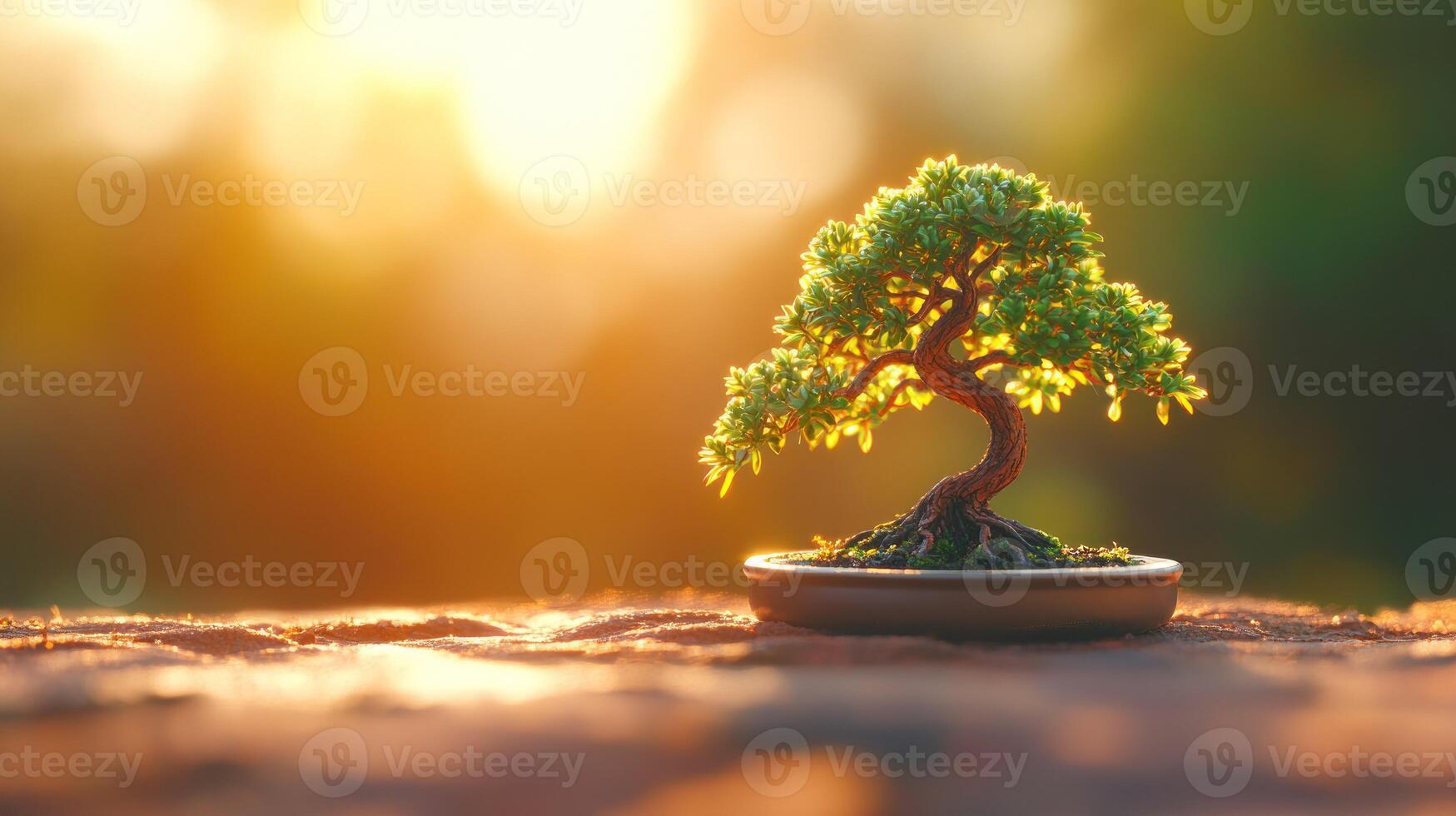 Miniature bonsai tree in golden sunlight photo