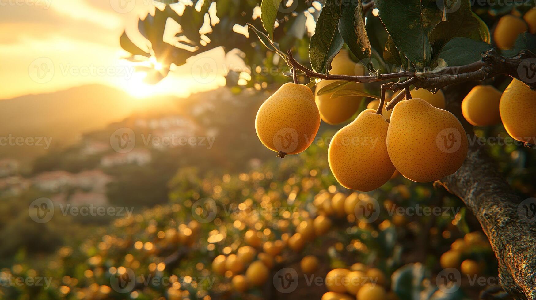 Golden pears on a tree at sunset photo