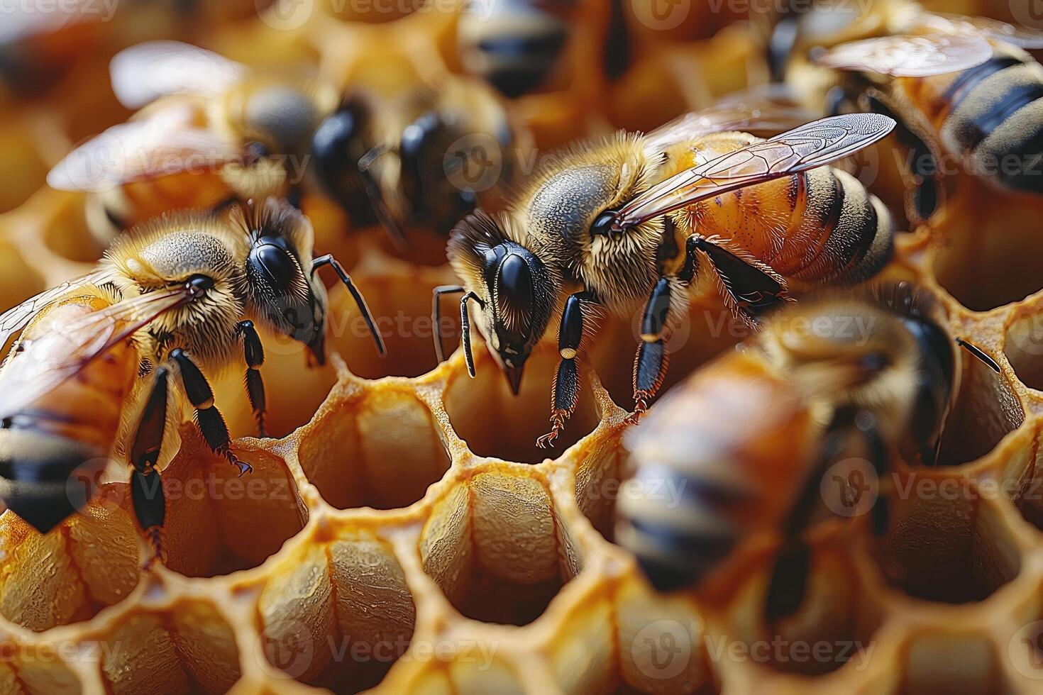 Honeybees In Honeycomb photo