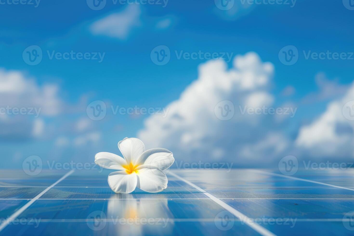 White Plumeria Flower on Blue Solar Panel Under Sky photo