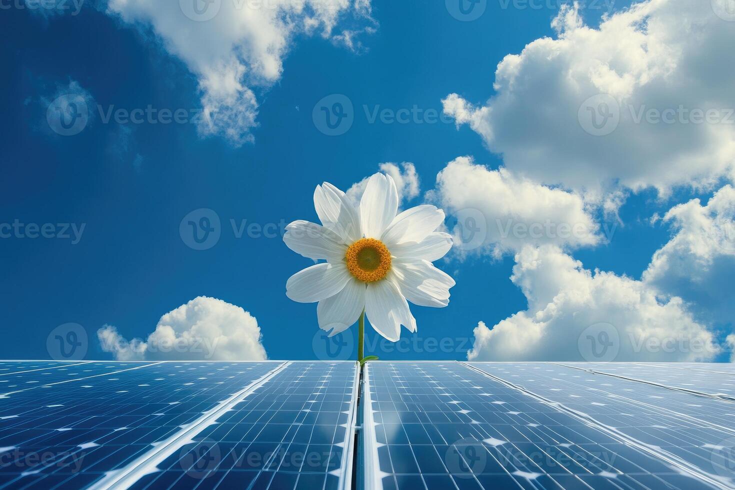 White Flower Blooms Above Solar Panels Under Blue Sky photo