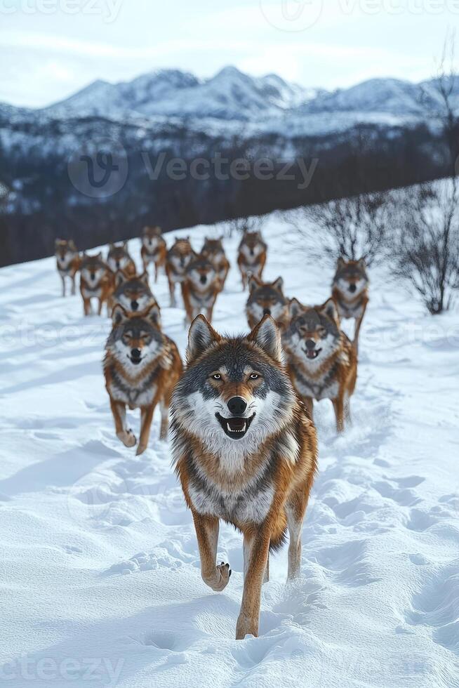 A Wolf Pack Runs Through Snowy Mountains photo