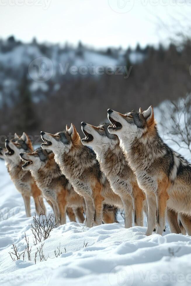 A pack of wolves howling in snowy winter landscape photo
