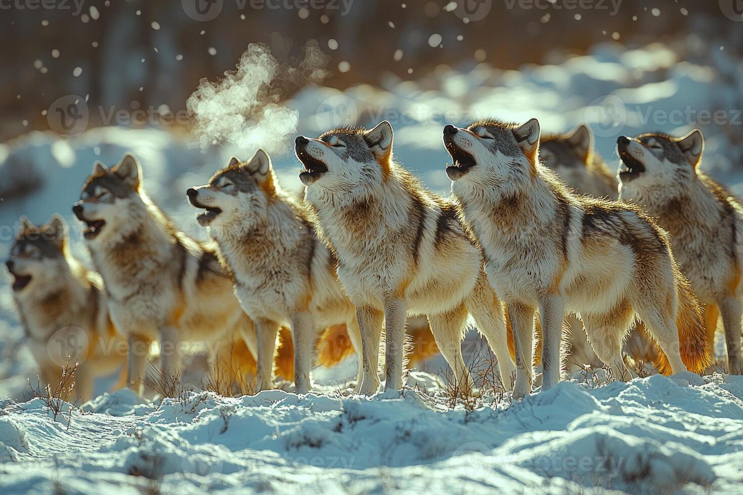 A Pack Of Wolves Howling In Snowy Winter photo