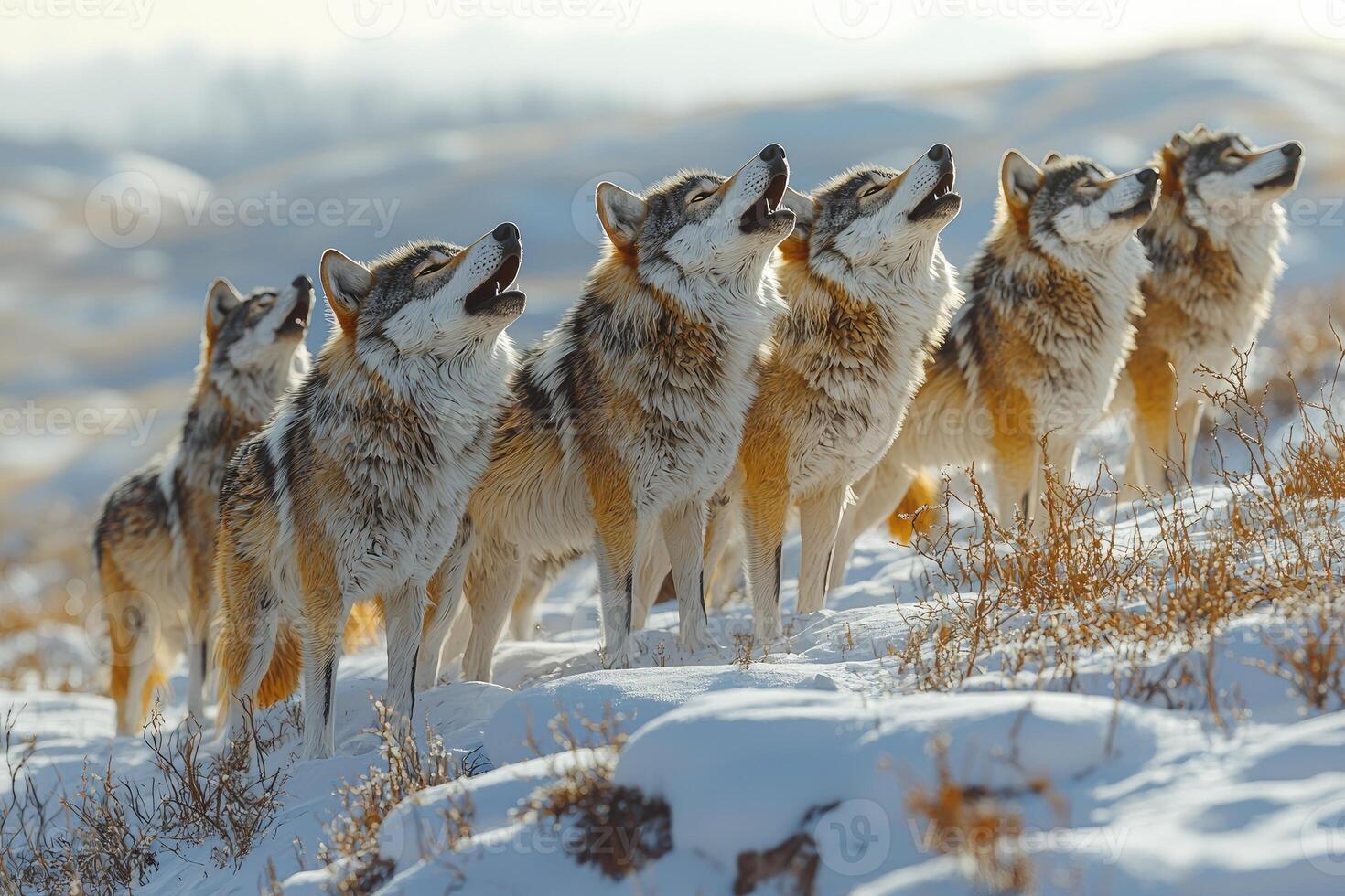 A Pack Of Wolves Howling In A Snowy Wilderness photo
