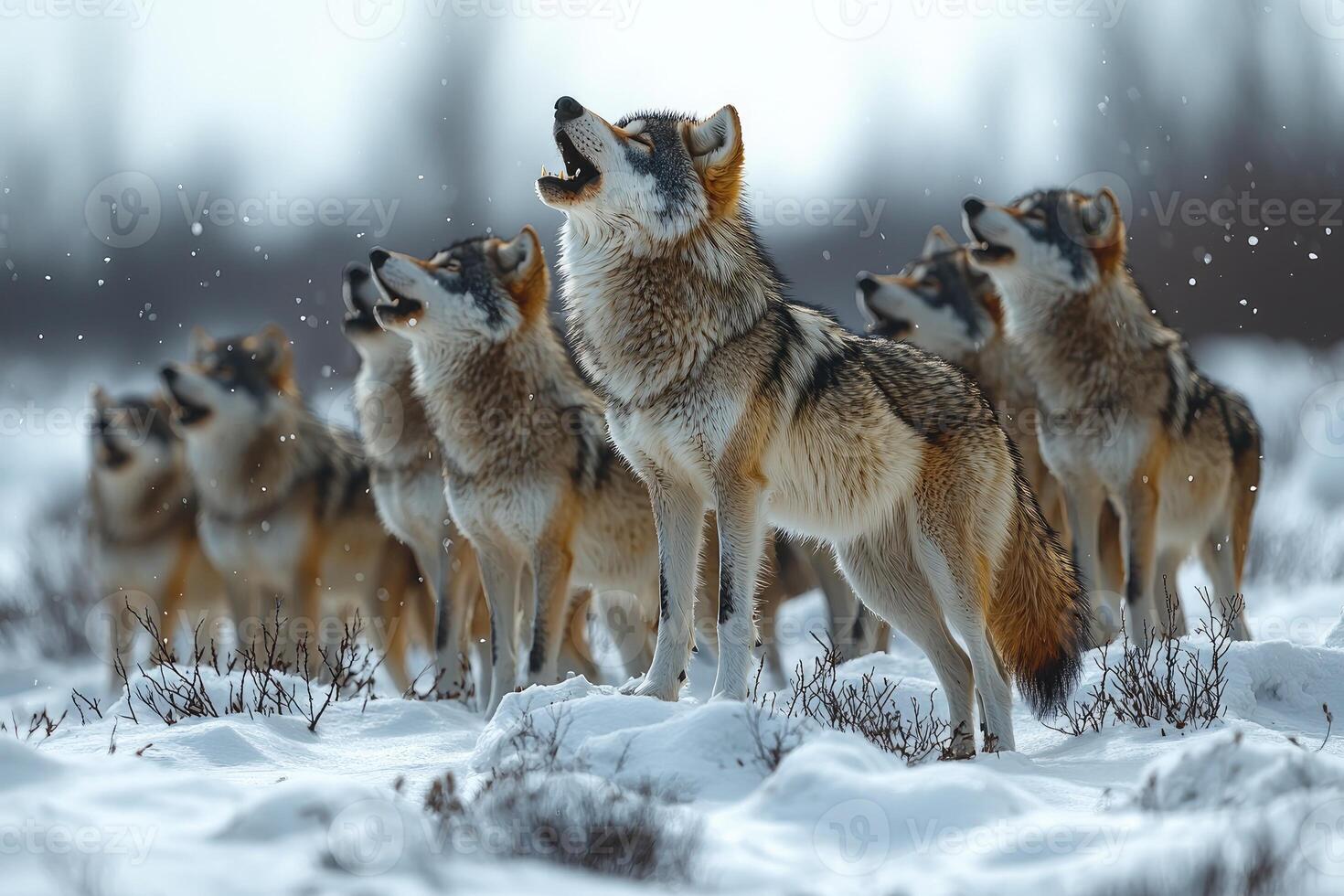 A Wolf Pack Howls in a Snowy Winter Landscape photo
